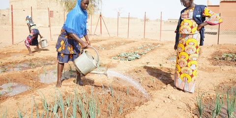 School gardening clubs in Burkina Faso